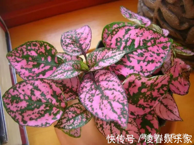 一年四季可以养在室内的开花植物和观叶植物，附新手养护教程