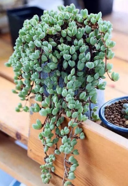 种植多肉植物，不妨试试这些，呆萌好看好养活，养在客厅不占地方