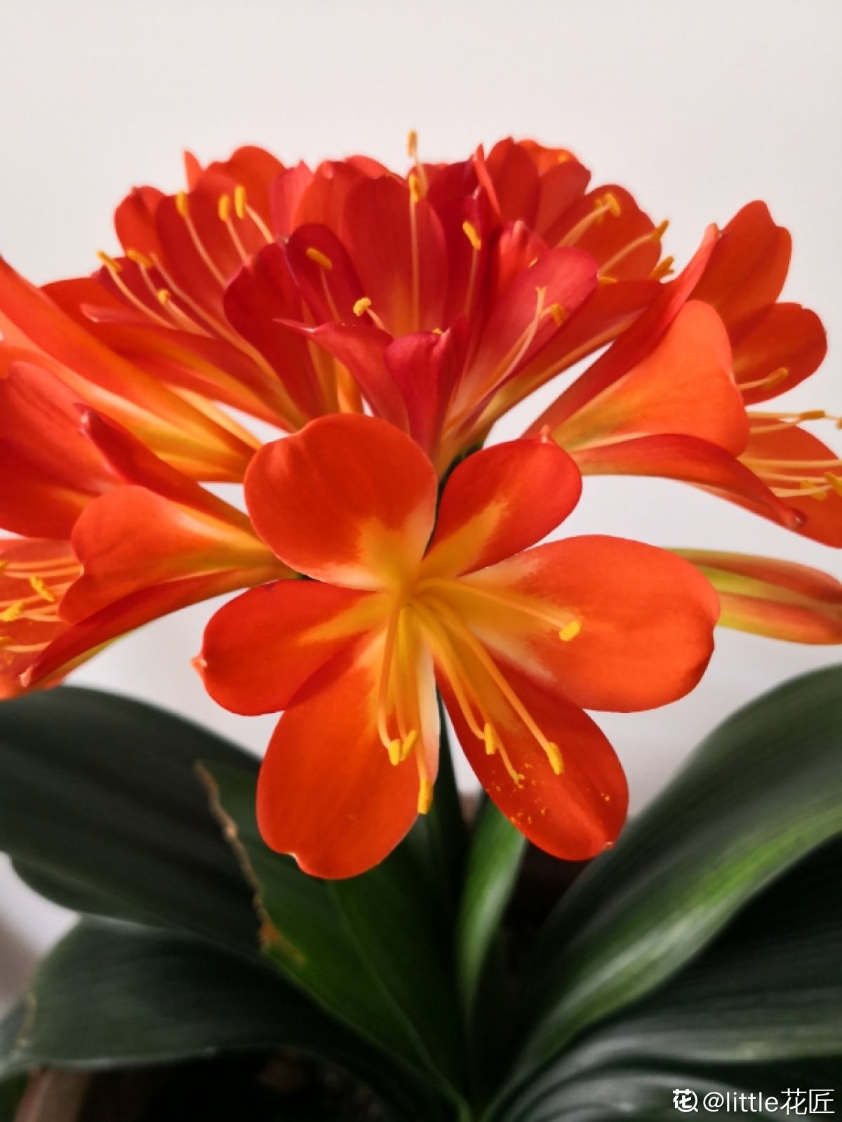 花友|君子兰如何养得叶大油绿，关键是记住4个经常，还能开出大花箭