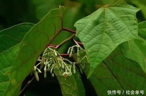 麻醉药|它既是麻醉药，又可治腰痛与瘫痪路边很常见