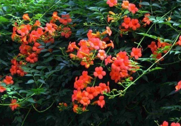 冬天入手4种花,越晒开花越多,四季开花不断,美极了