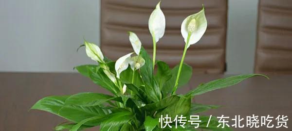 常见5种室内花，漂亮又好养，花语很吉利，你更喜欢哪一种呢