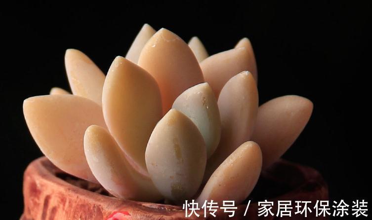 童话里走出来的多肉,就是你的王子,你细细体会