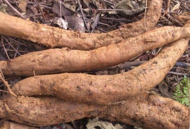 滋养|女人别总想着“省钱”,多吃4种“雌激素”食物,滋养卵巢抗衰老