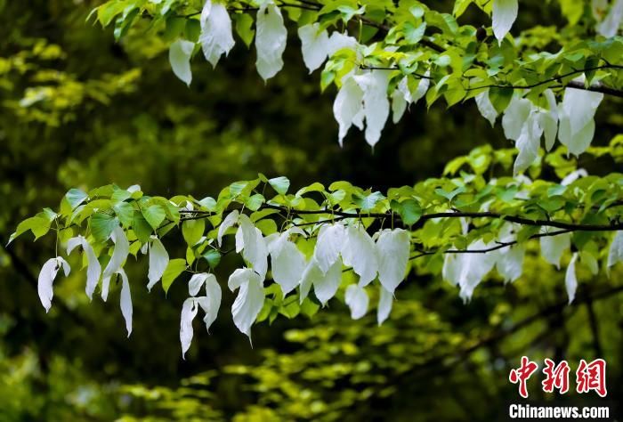 湖北神农架：珙桐花开如白鸽翩飞