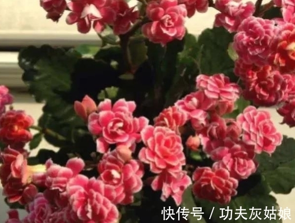 8种多肉皮实又好养,开花超级美丽,总有一种是你喜欢的