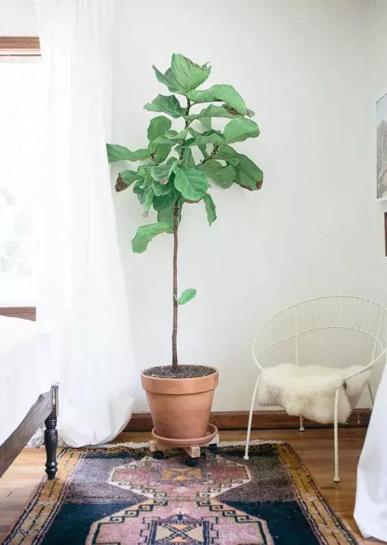 花再好看也别花钱买，浪费！只要随便捡几片叶子，落地就疯长