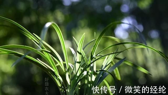 兰苗|怎么判断兰花缺少氮磷钾?学会这三招,养不好兰花都难