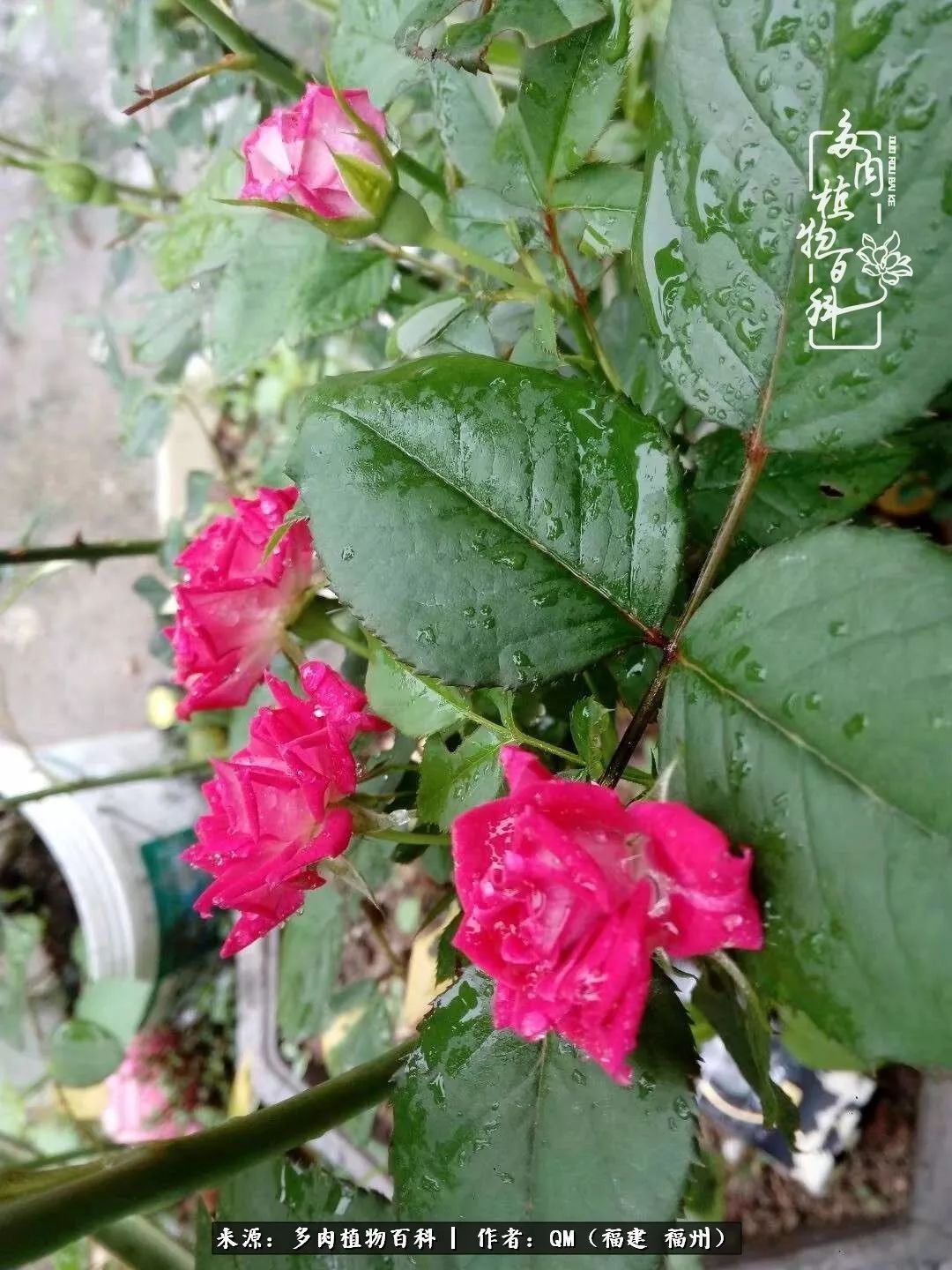 植物|寒山转苍翠,秋水日潺湲——多肉未央,睹物思人!