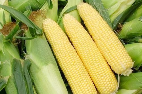 黄桃黄桃|会吃的人最健康，3种食物离不开，排毒养颜，有益健康！