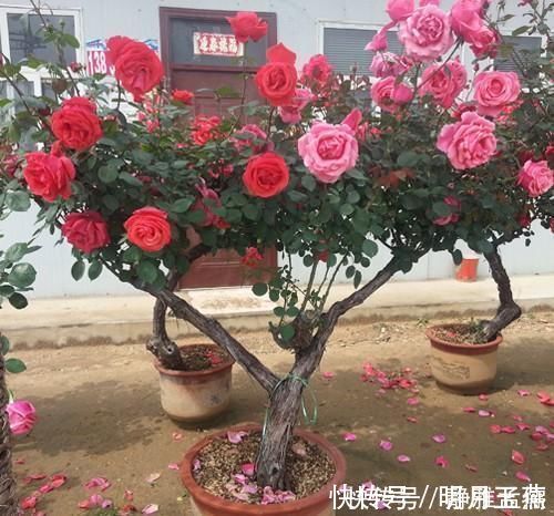 花中皇后|再穷此花也要种2棵,被誉为“花中皇后”,冻不死,花开300天