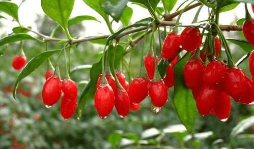 真的|冬天一到，“保温杯里泡枸杞”走不掉，但是你真的适合吗？