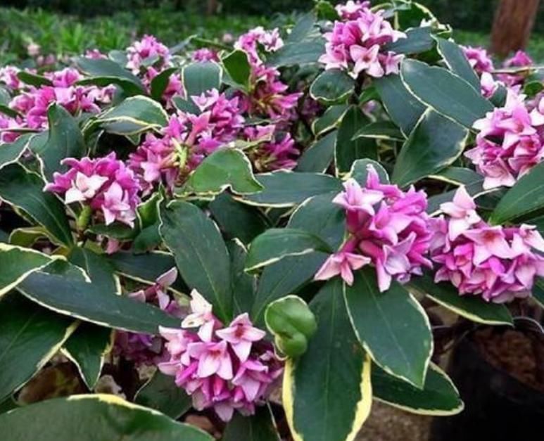 最受欢迎的4种花,花朵硕大、优美高贵,养在家里上档次!