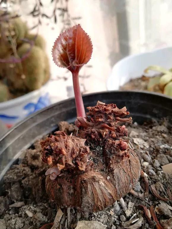 花身材|4种花身材不大,花量却怪“吓人”,深秋花开一大片,美翻了