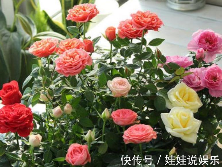 家里养这几款植物，比牡丹好看，比吊兰好养，你养了吗