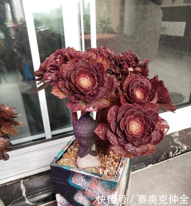 这“三多肉”是喜水大户,“泡水养”不软化,叶子长得肥嘟嘟