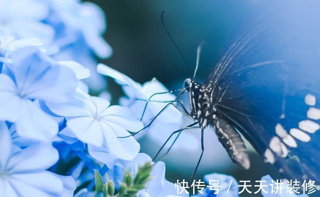 扦插|趁热快进行扦插，以下花扦插正当时，养护到位，生根发芽没问题