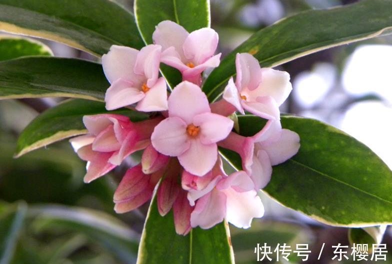 美极了|10种漂亮的年宵花,秋天养一盆正当时,绽放整个冬天,你养过几种