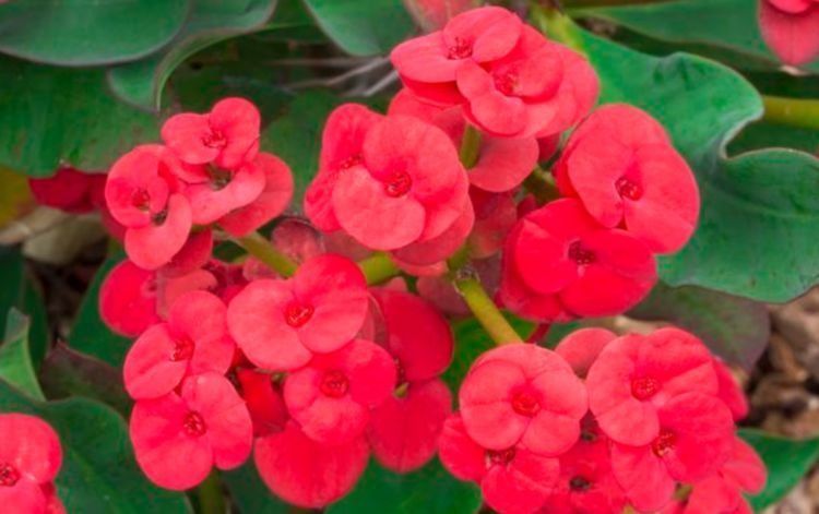  四溢|颜值超高的花卉，高温晒不死，越晒开花越旺，花香四溢！