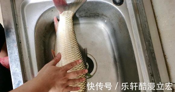 难吃|佛山河道麦鲮鱼大爆发,钓鱼人钓再多也不想吃,肉质不行