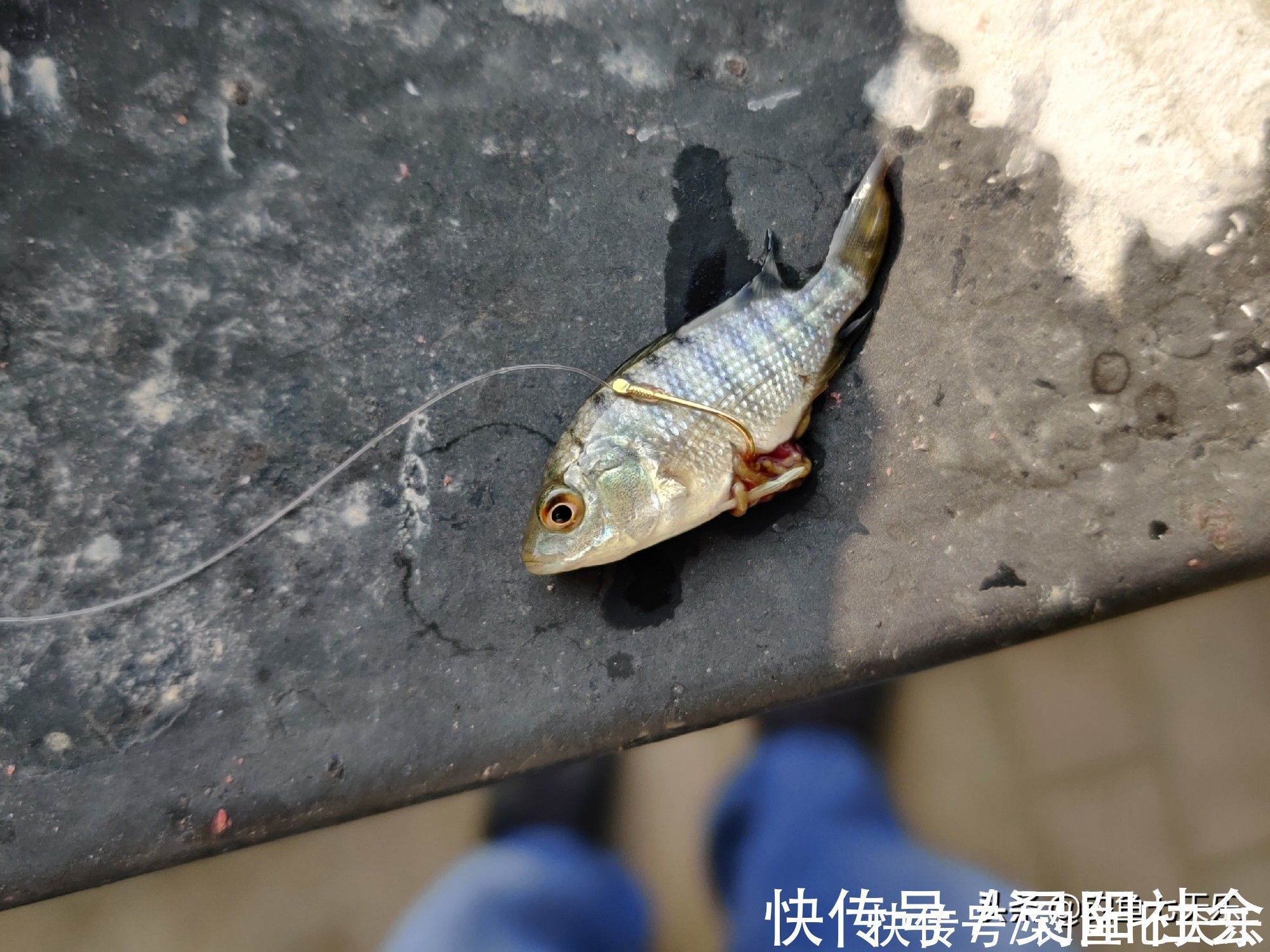 物种|钓到小鱼就摔死,真有必要吗?钓友:有两种“害鱼”必须摔