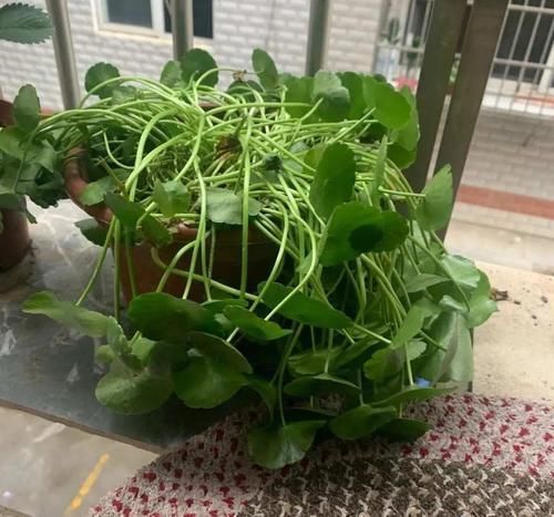 土培|铜钱草养不好,给你支一招,只需做好两点就够了