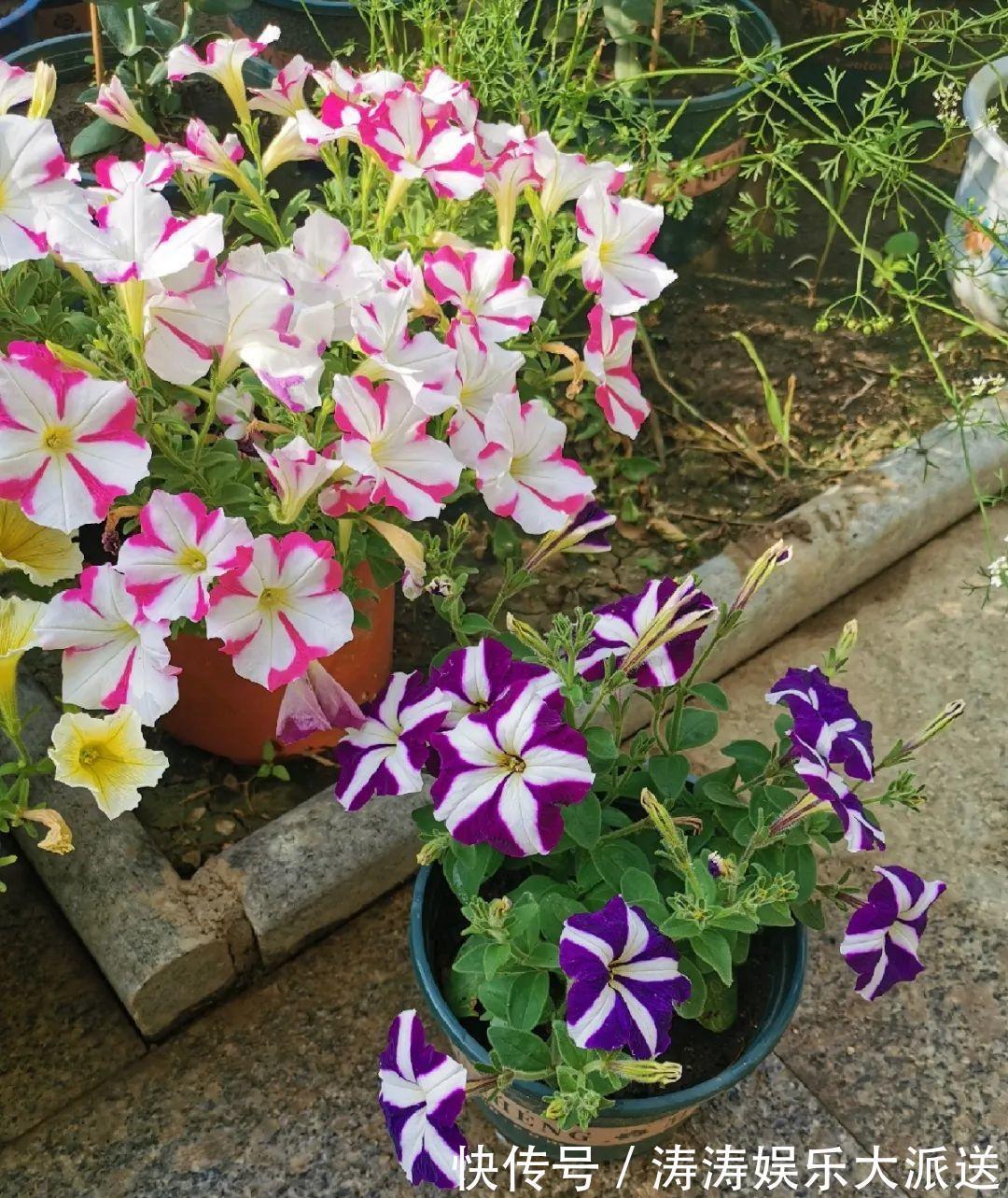 70岁老妈,一天也闲不住,院子里种满了花!