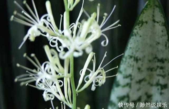 皋比兰|新手虎皮兰开花见过吗照着几点养护,虎皮兰开花爆盆不是难题