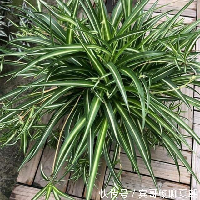 植株|家里吊兰开花了,到底留下来好还是剪掉好