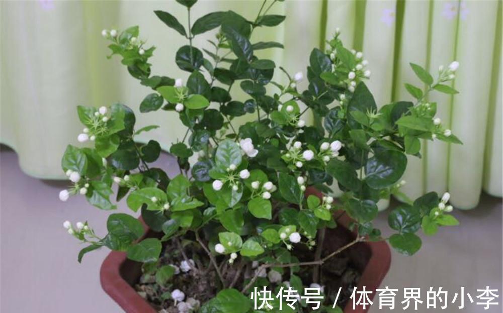 茉莉秋冬盆栽该注意什么？落实好这6点，低温环境不用担心