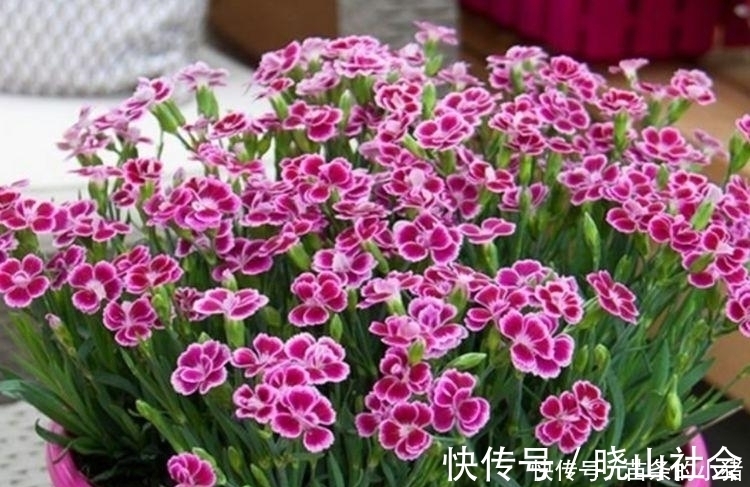 阳台就养4种花，扔土里就能开花，好养又漂亮，美爆了