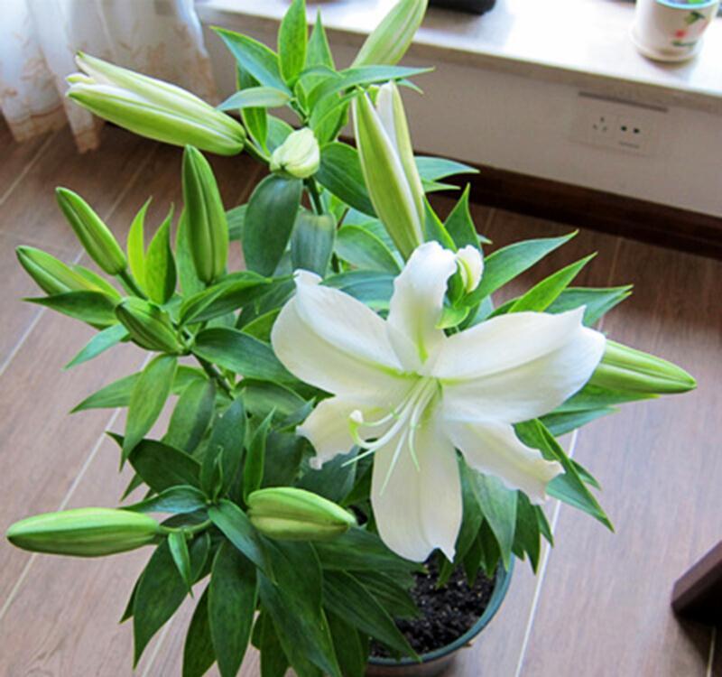 17大吉祥花,客厅有空间一定要养上一盆,好看又好养,养人又旺家