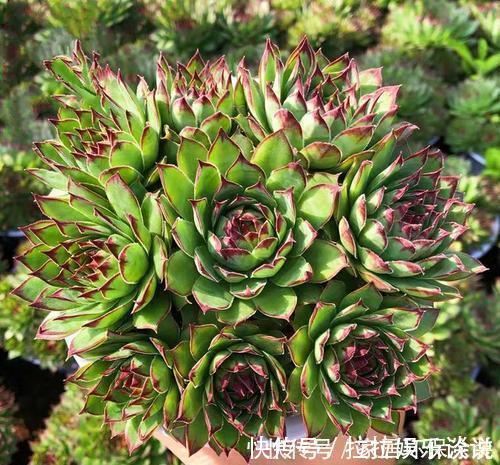 新手|老花农都喜欢的容易爆头多肉，轻轻松松长满盆，适合新手！