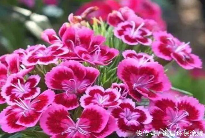 4款花卉，花大色艳花期长，养客厅一盆，香飘四溢