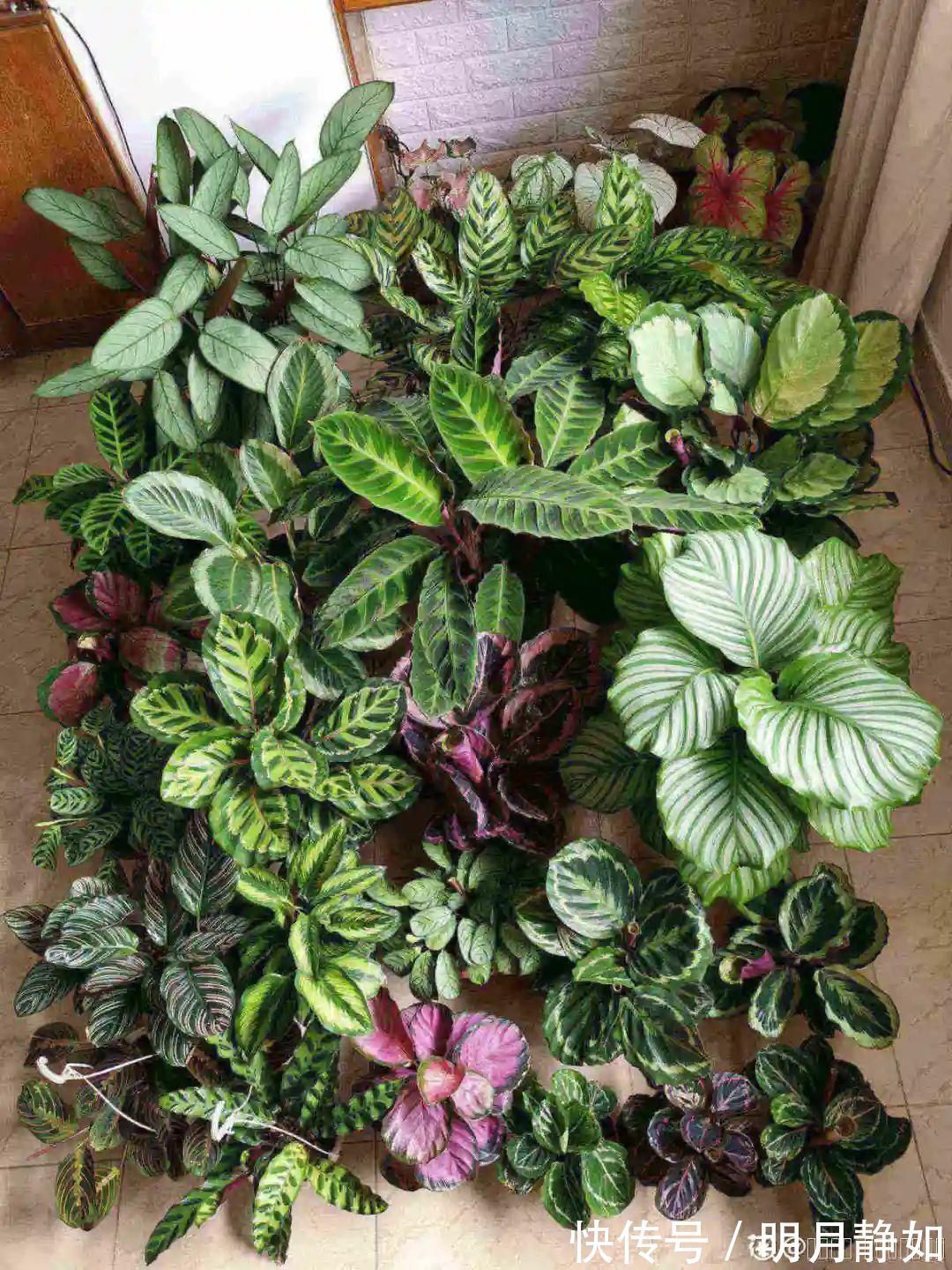 11月，千万别买这种花，养不活惹一肚子气