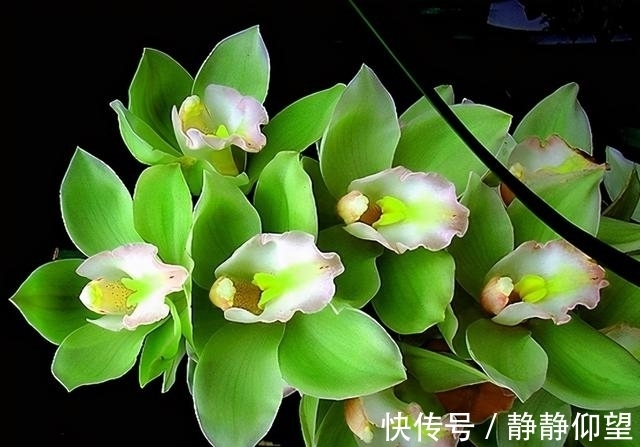 长寿花这个地方剪一剪,满头冒花苞,独苗绽放层叠群花