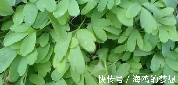 祛风除湿|有一味不被重视的中药,一粒金丹,能祛风除湿、活血通络