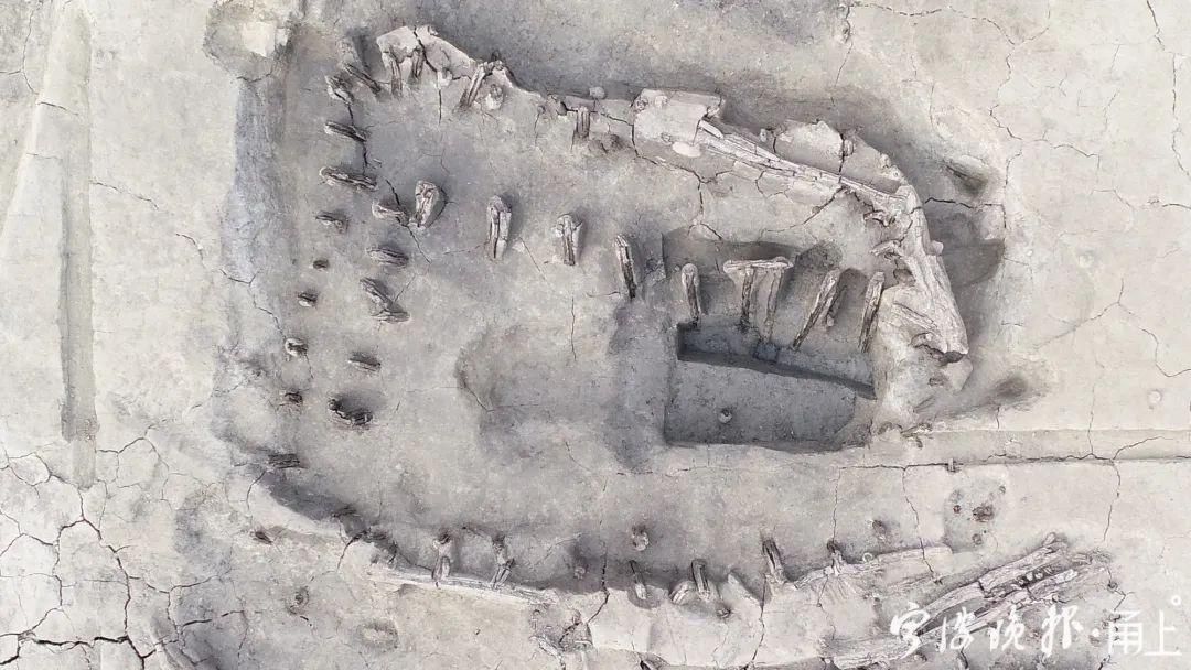  2号护岸|罕见！宁波又有重大发现！