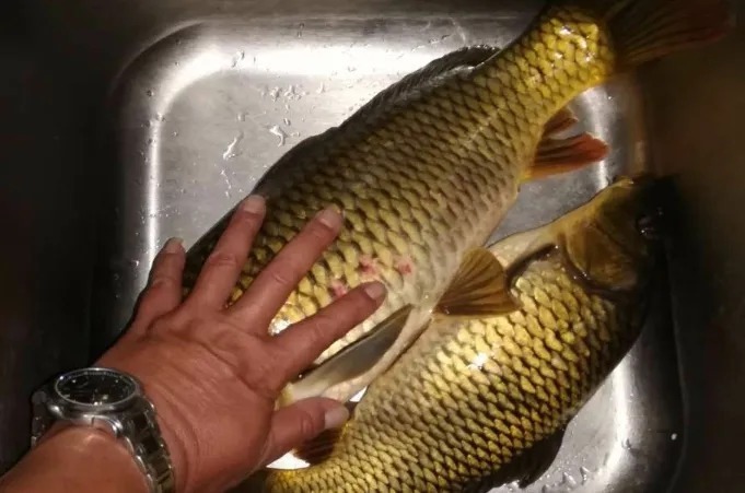 小药|这5种开饵水，据说比小药还好使！老司机都偷偷的用，你知道么？