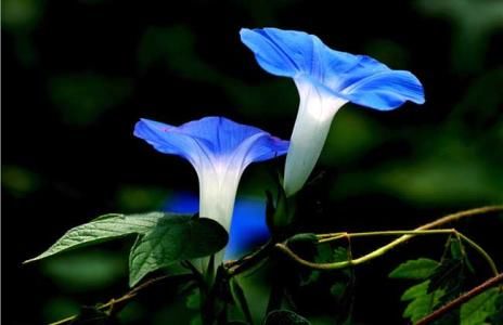 3种花养起来超级香，比香水还香，漂亮又好养，四季开花，值得栽培