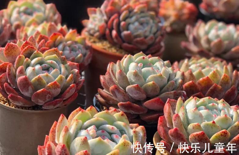 多肉植物四季养护简书,新手篇