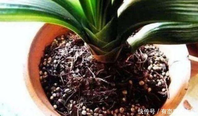 君子兰春季养护“四部曲”做到位,长势快,叶片肥厚株型美!