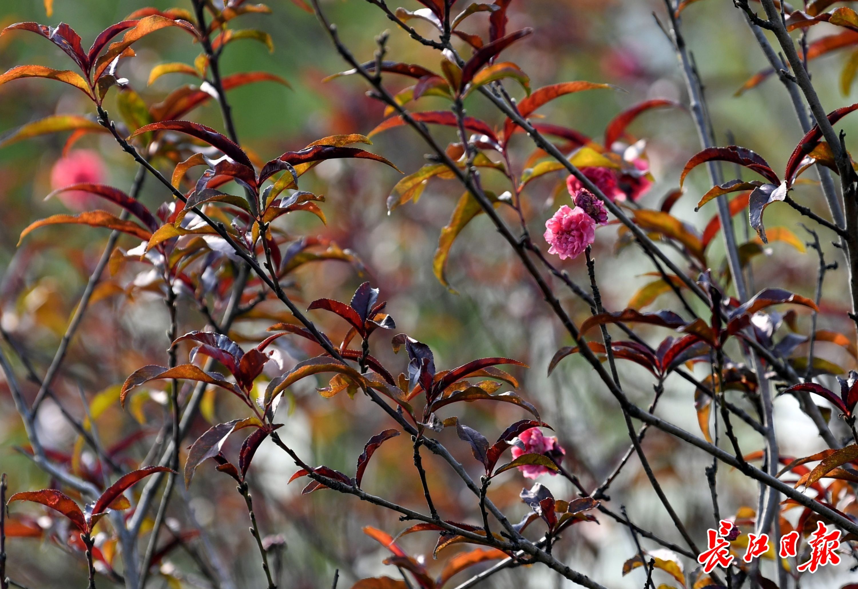 樱花|桃花、樱花、梅花齐开放？专家这样说