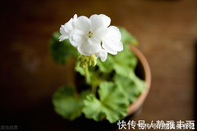 她家只养一种花,一年四季有花赏,原因是做好了四件事