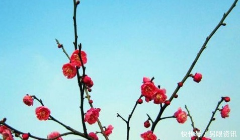 冬天最适合养的三种花,既好看又好养,越冷越能花开爆满盆