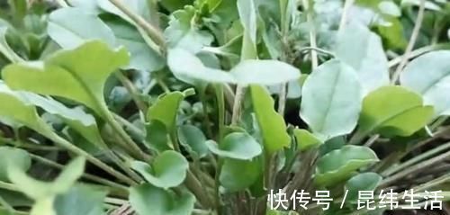 野菜|农村这野草长到家门口，农户把它当茶叶泡，城里认识的很少