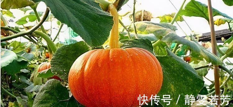 美容养颜|冬天来了,不妨多吃三种食物,降压减脂,美容养颜,早吃早受益