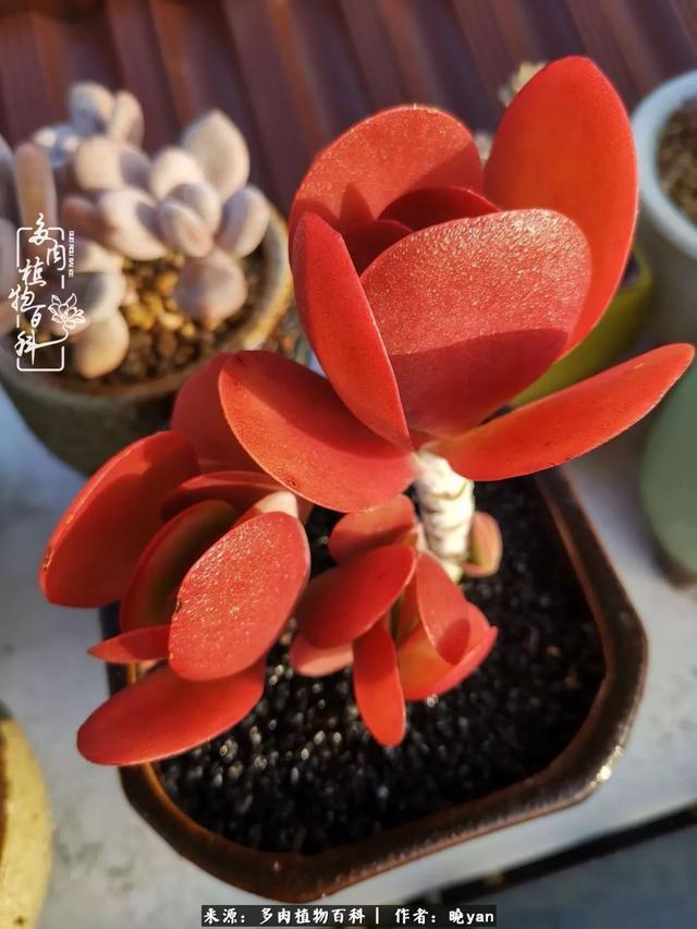 养多肉近四年,一路的走来,阳光总在风雨后!