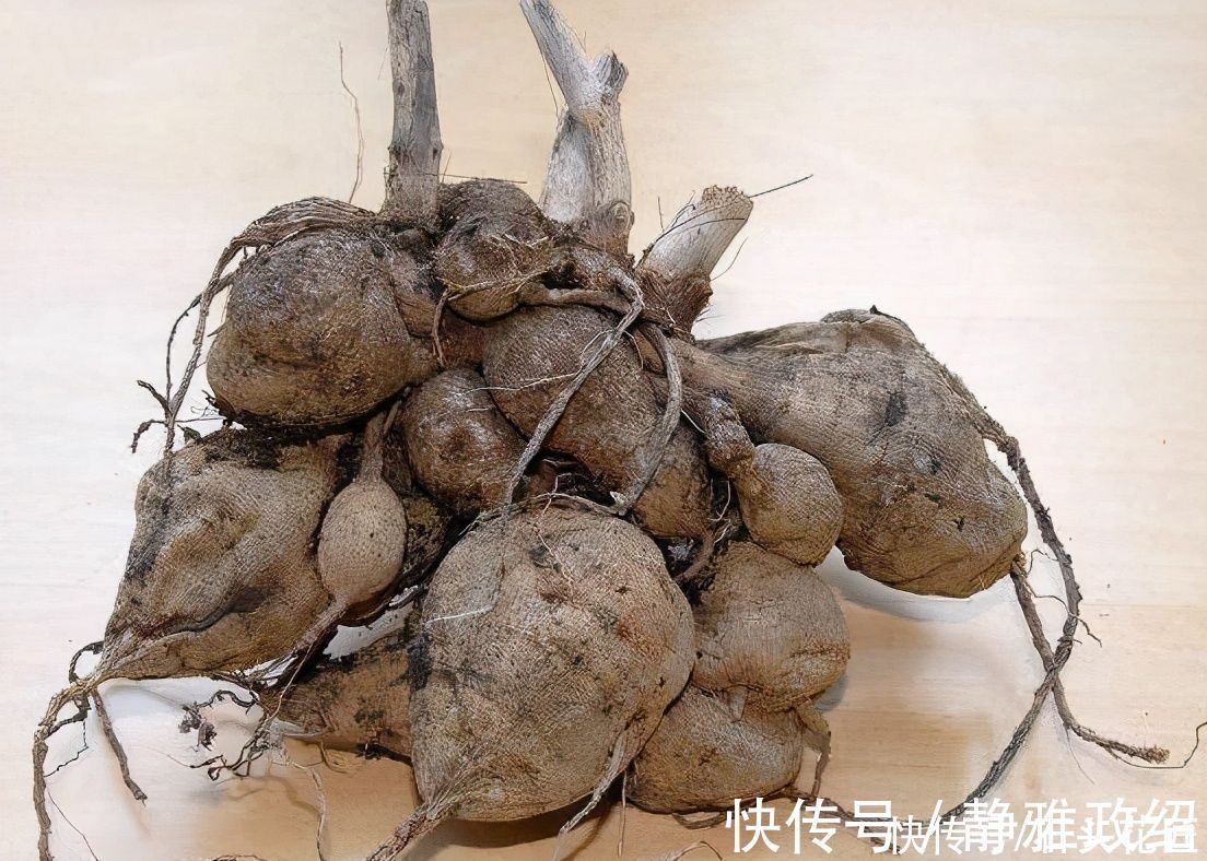 冬天“装死”的4种花,过冬不用管,明年早早就“开花”