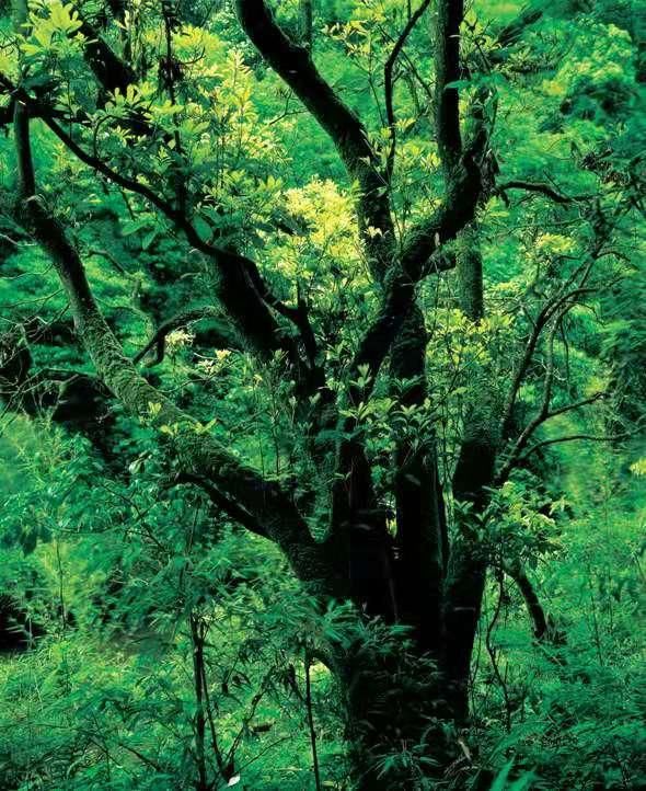 天台山植物多样性